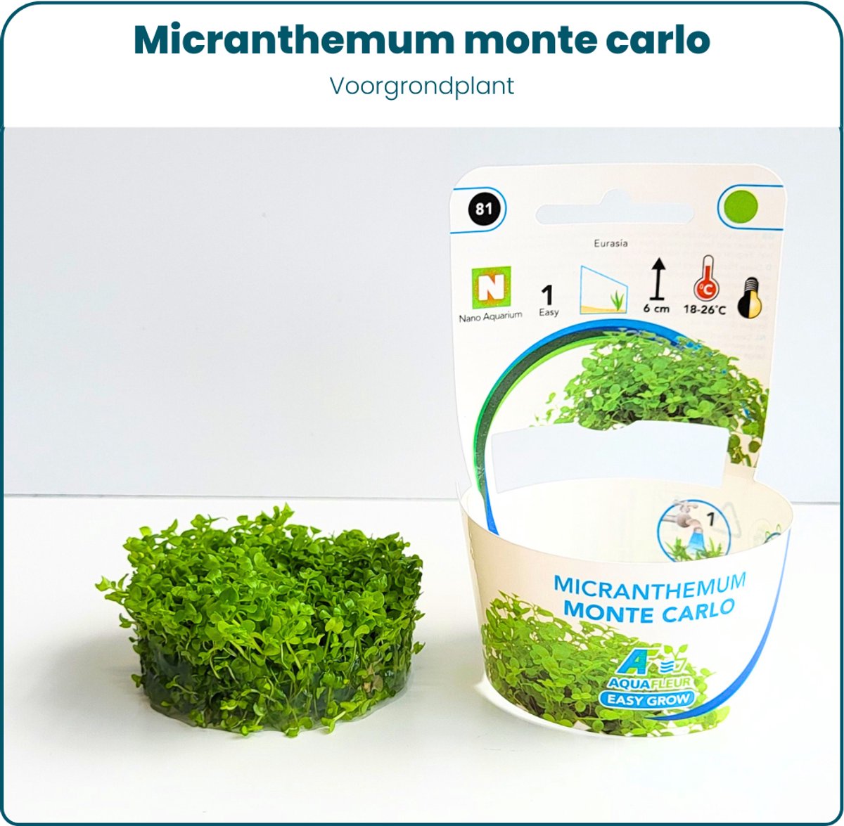 Plantenset - In Vitro