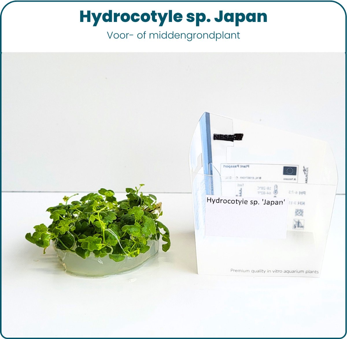 Plantenset - In Vitro