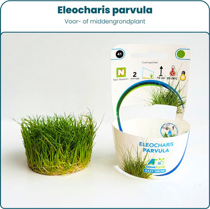 Plantenset - In Vitro