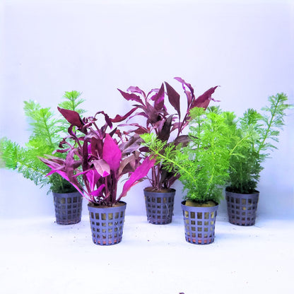 Plantenset – Mix 3