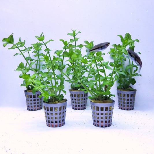 Plantenset – Bacopa