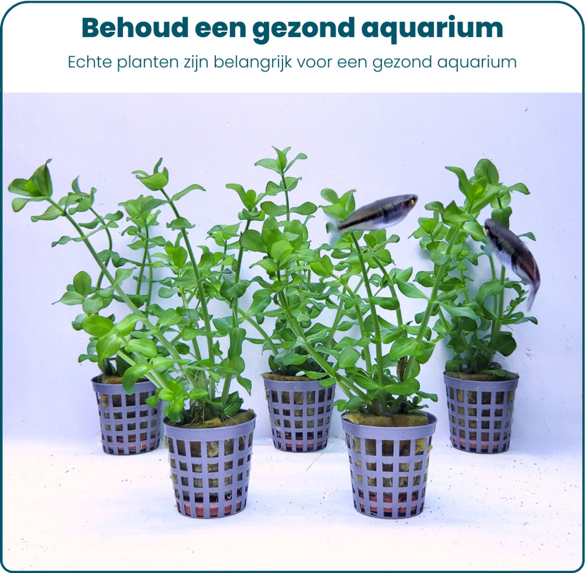 Plantenset – Bacopa