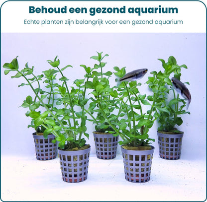 Plantenset – Bacopa