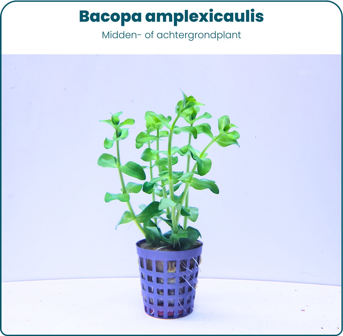 Plantenset – Bacopa