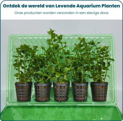 Plantenset – Bacopa