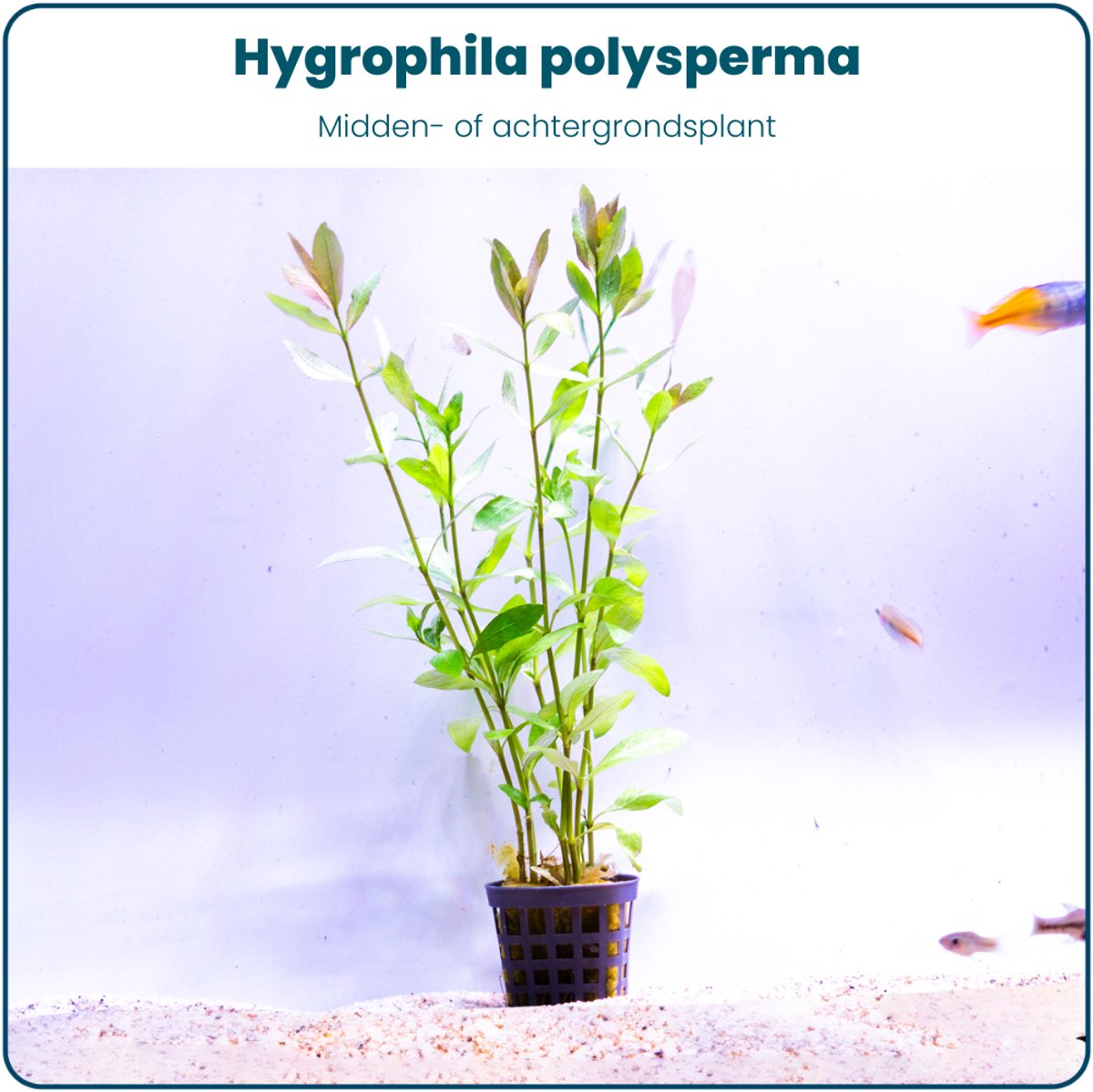 Plantenset – Hygrophila Polysperma