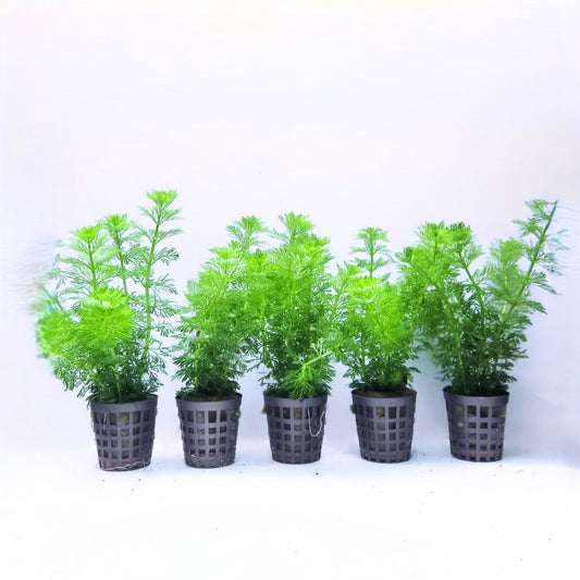 Plantenset – Limnophila Heterophylla