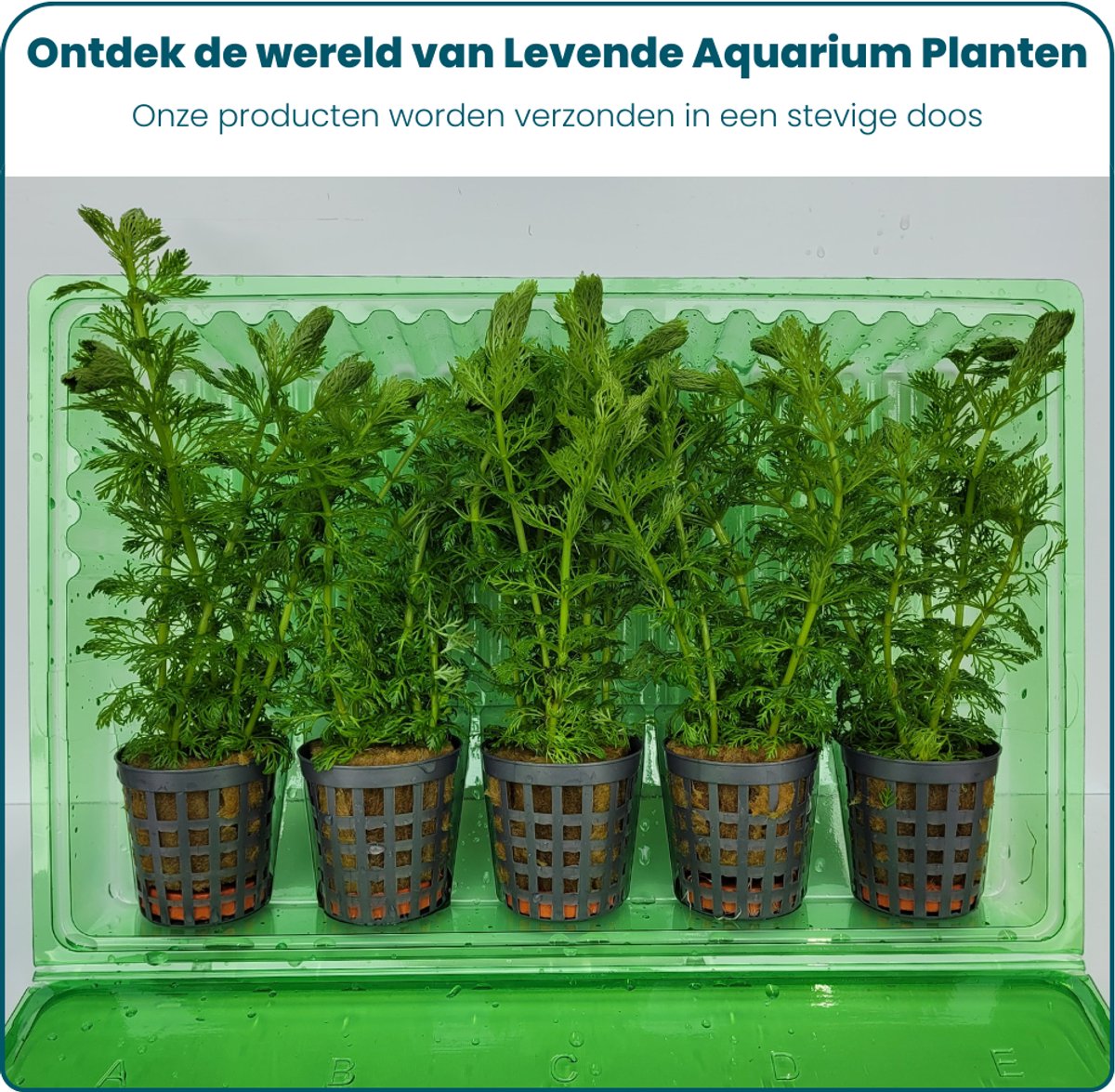 Plantenset – Limnophila Heterophylla
