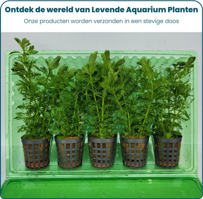 Plantenset – Limnophila Heterophylla